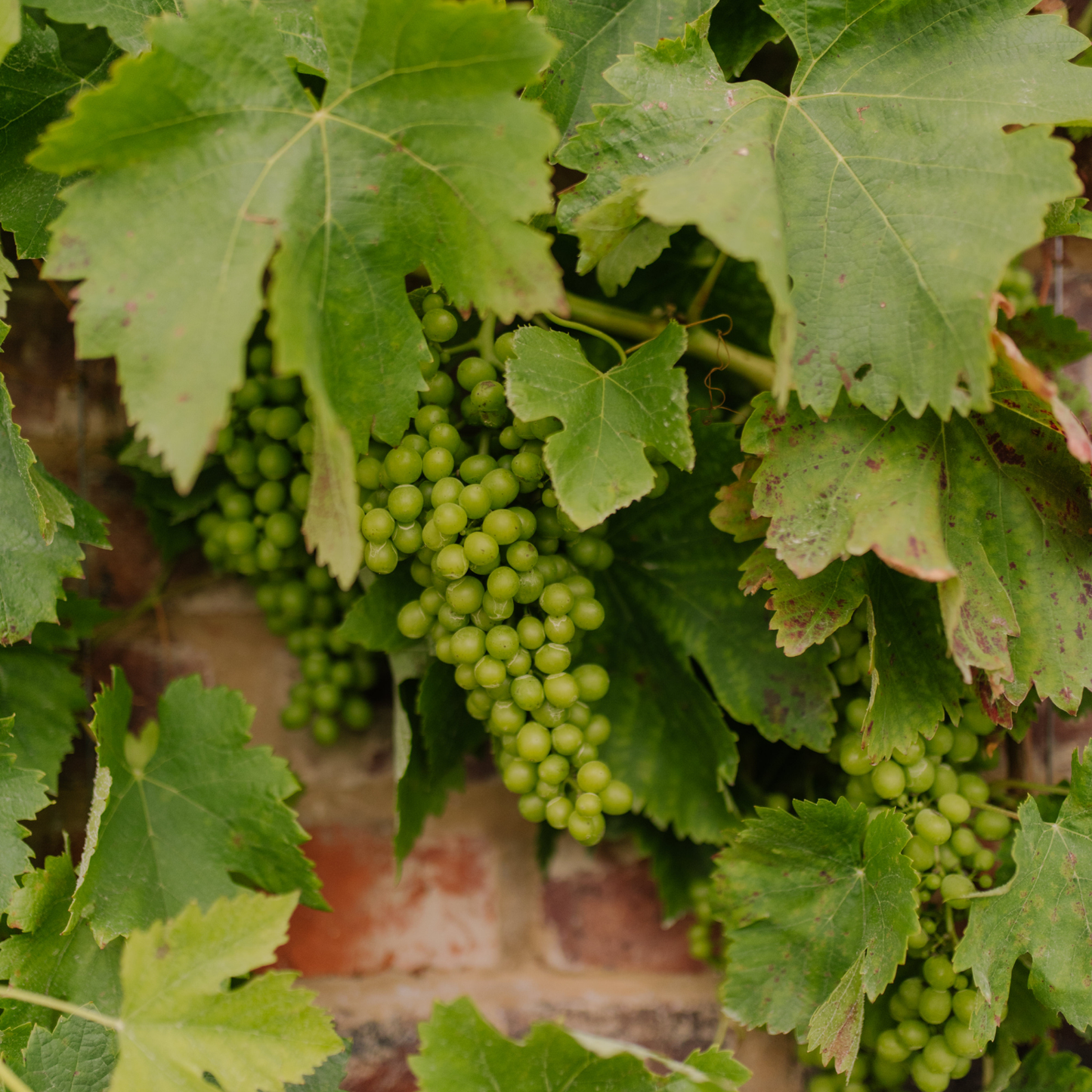 "Roberto" Chardonnay (2025)